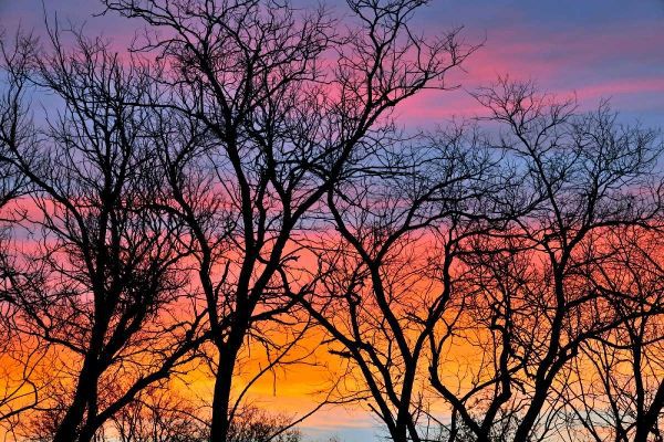 Canada, Manitoba Trees at sunrise